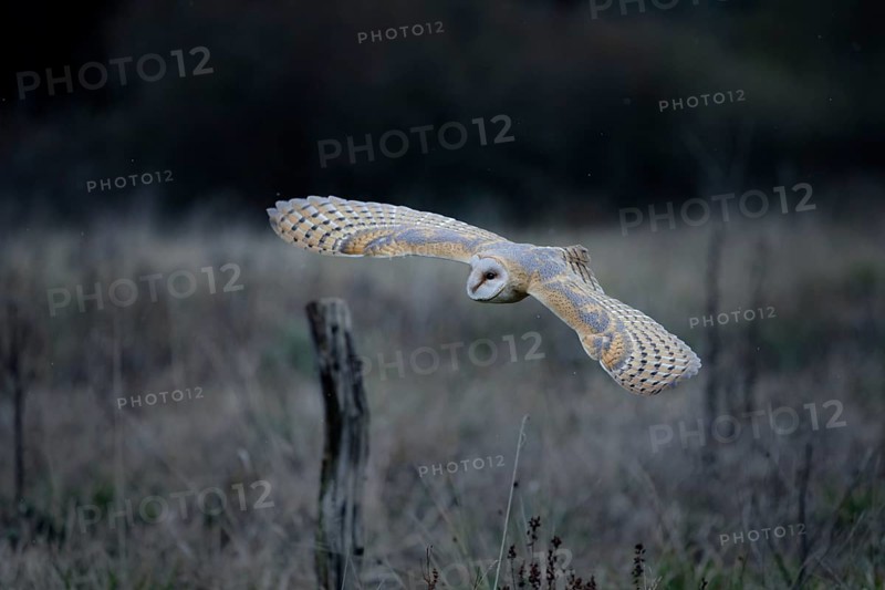Schleiereule, lat. Tyto alba guttata, fliegt über einer Brachfläche vor einem Waldrand