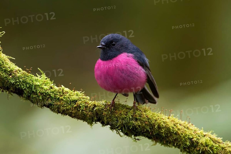 Pink Robin (Petroica rodinogaster) male perched on a mossy branch, Victoria, Australia