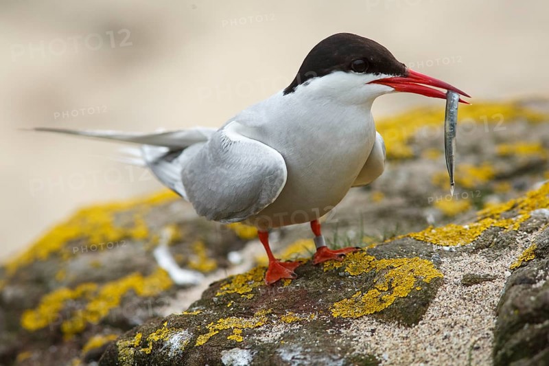 Arctic Tern (Sterna paradisaea), adult with fish on beak, Farne Islands, United Kingdom