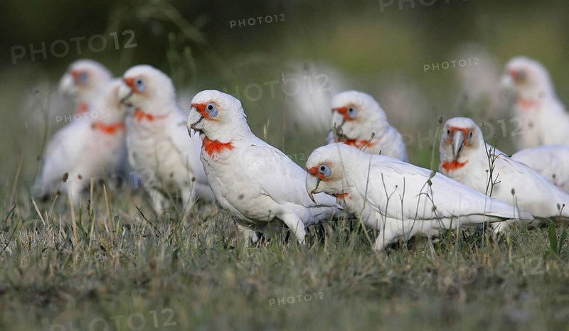 Long-billed Corella (Cacatua tenuirostris), Australia