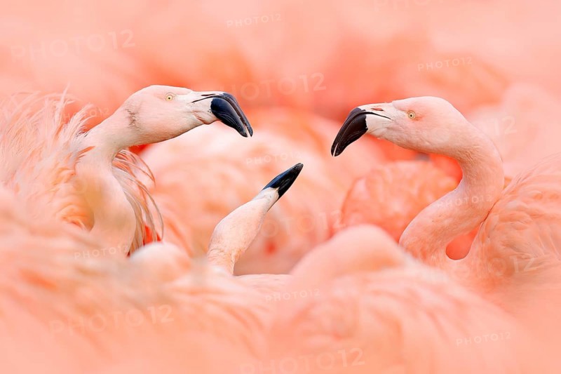 Flaningo fight. American flamingo, Phoenicopterus rubernice, pink big bird, dancing in water, animal in the nature habitat, Cuba, Caribbean. Wildlife scene from nature. Flock of birds