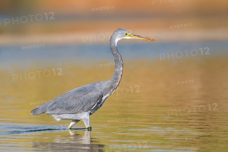 Western Reef Heron (Egretta gularis), Eilat, Israel