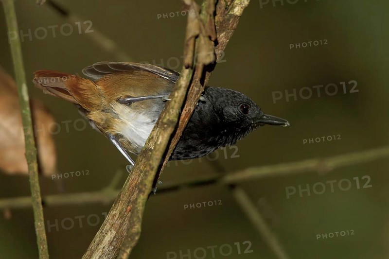 Southern Chestnut-tailed Antbird (Myrmeciza hemimelaena) male, Manu National Park, Peru