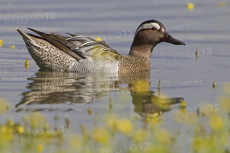 Garganey (Spatula querquedula) male, Mallorca, Spain