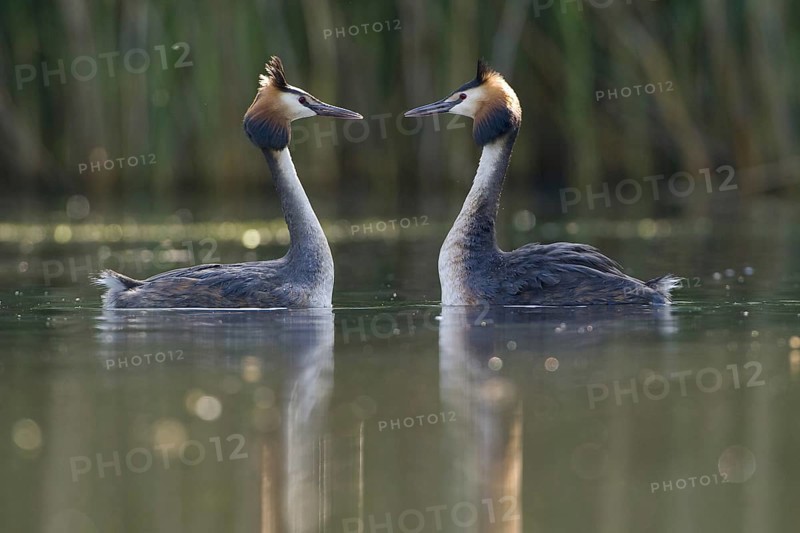 Great Crested Grebe (Podiceps cristatus) pair displaying, Saxony, Germany