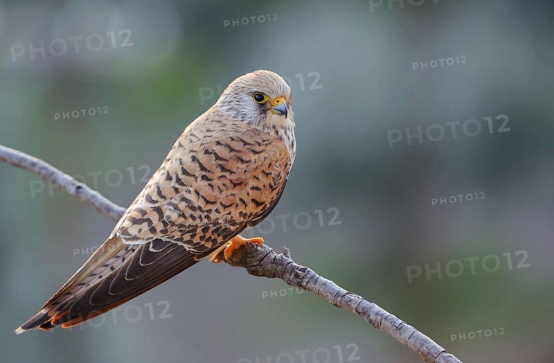 Lesser Kestrel (Falco naumanni) female, Extremadura, Spain