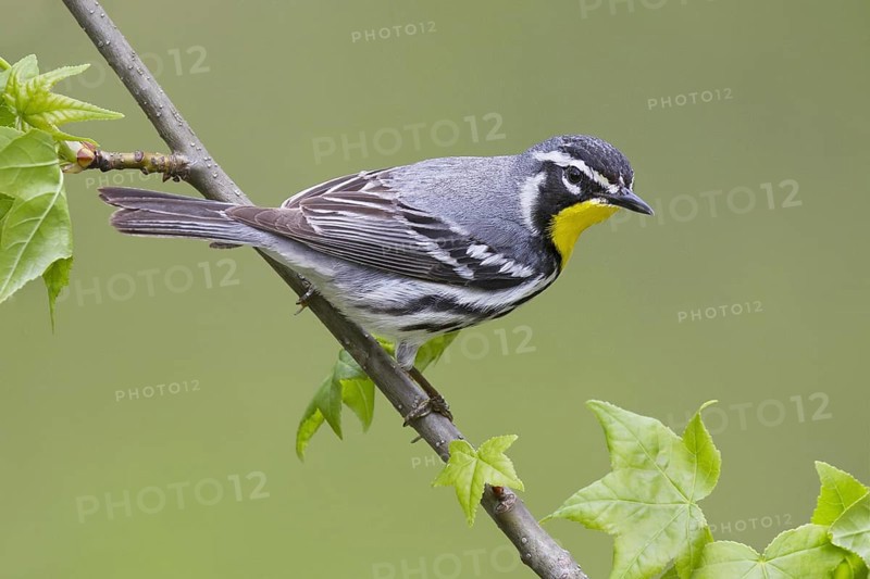 Yellow-throated Warbler (Setophaga dominica), Ohio, USA