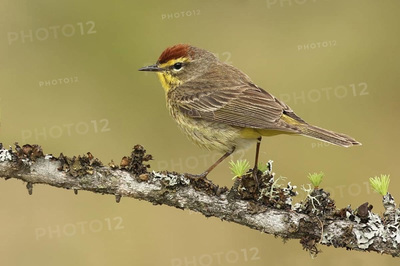 Palm Warbler (Setophaga palmarum palmarum), Michigan, USA