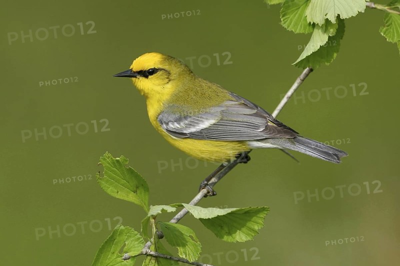 Blue-winged Warbler (Vermivora cyanoptera), Ohio, USA