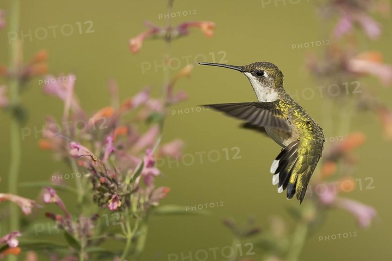 Ruby-throated Hummingbird (Archilochus colubris) flying, Ohio, USA