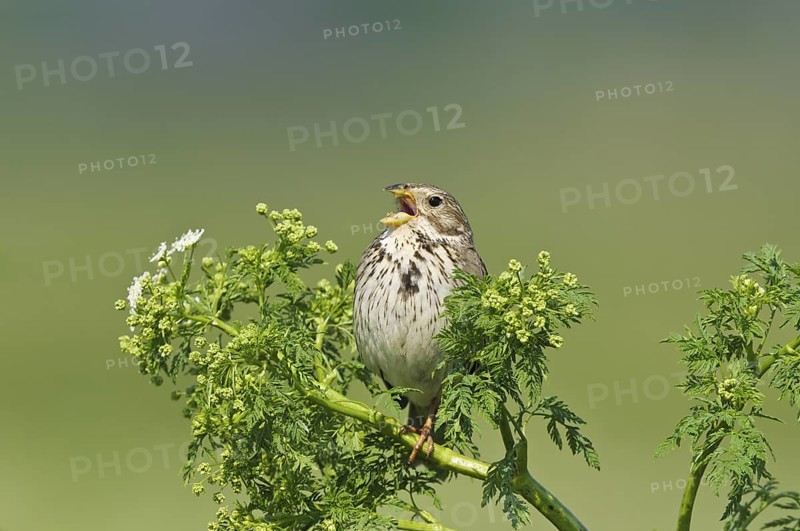 Grauammer (Emberiza calandra) Corn Bunting, male