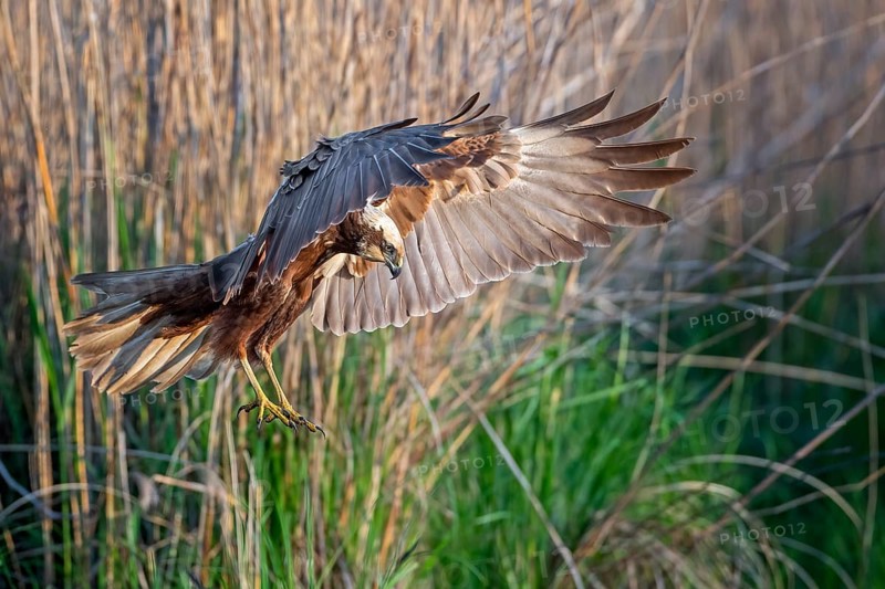 Western Marsh Harrier (Circus aeruginosus) female landing in reeds, Saxony-Anhalt, Germany
