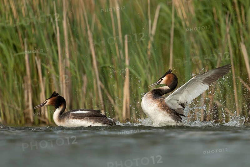 Great Crested Grebe (Podiceps cristatus) fighting over territory, North Rhine-Westphalia, Germany
