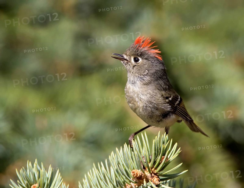 A Ruby-crowned Kinglet, Regulus calendula, singing, on a spruce tree in Saskatoon, Saskatchewan