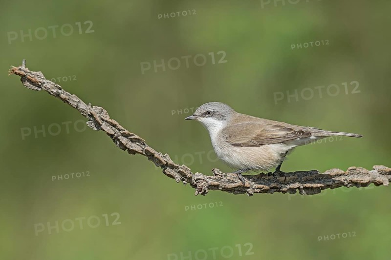 Lesser Whitethroat (Sylvia curruca) perched on a branch, Aosta Valley, Italy