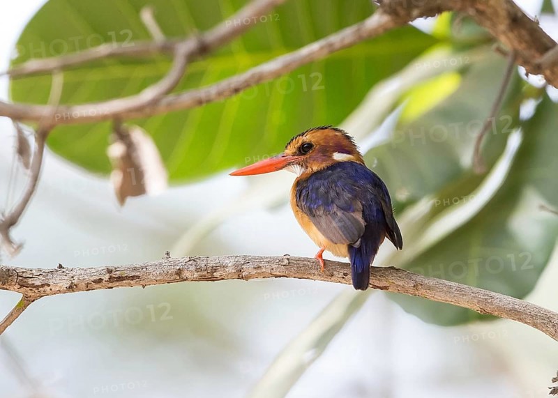 African Pygmy Kingfisher (Ispidina picta), Gambia