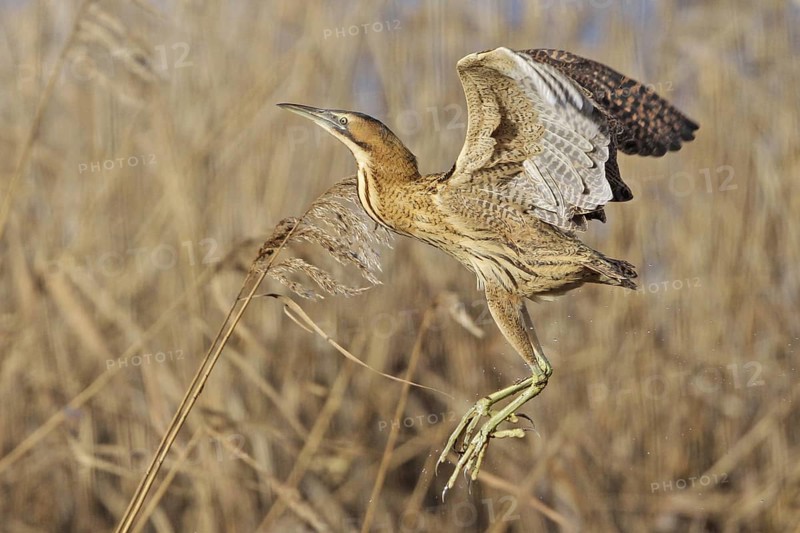 Eurasian Bittern (Botaurus stellaris) flying, Zurich, Switzerland