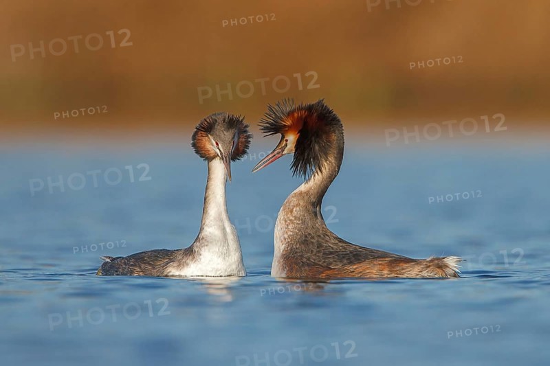 Great Crested Grebe (Podiceps cristatus) pair displaying, Utrecht, Netherlands