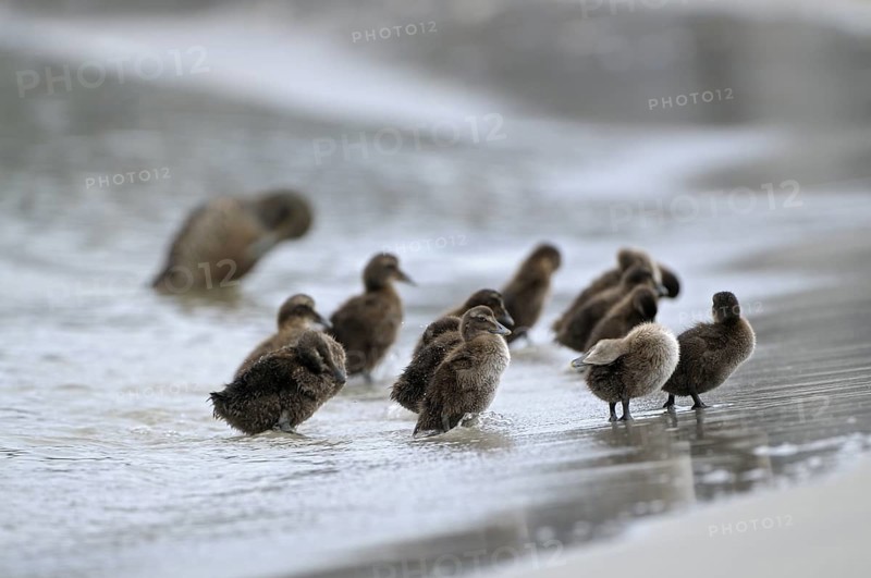 Eiderente (Somateria mollissima), Eider, Jungvoegel am Strand, Weibchen im Hintergrund, Juni, Duene der Insel Helgoland, Schleswig-Holstein, Deutschland
