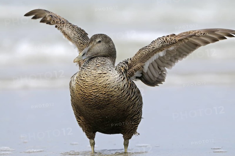 Eiderente (Somateria mollissima), Eider, Weibchen am Strand, schlaegt mit den Fluegeln, Juni, Duene der Insel Helgoland, Schleswig-Holstein, Deutschland