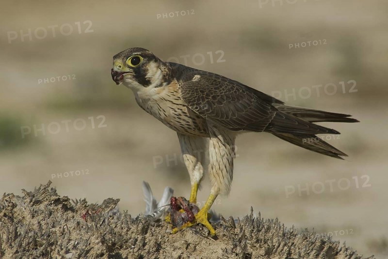 Barbary Falcon (Falco pelegrinoides), Oman