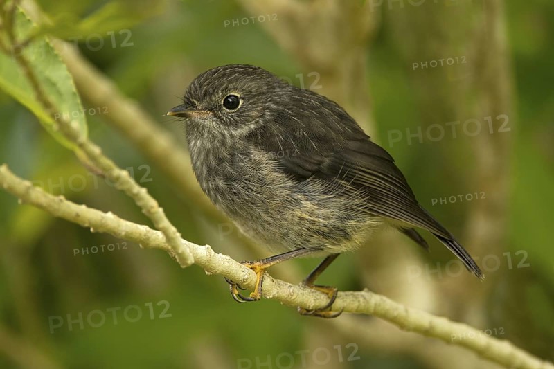 New Zealand Robin (Petroica australis) juvenile, New Zealand