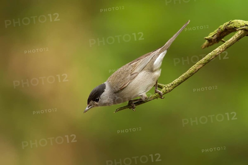 Eurasian Blackcap (Sylvia atricapilla) male, Utrecht, Netherlands