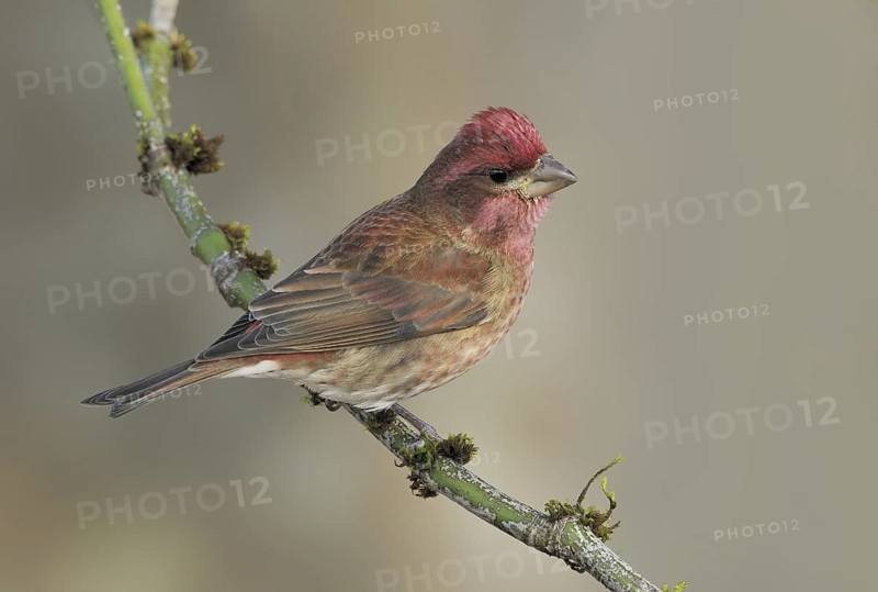 Purple Finch (Haemorhous purpureus) male, British Columbia, Canada