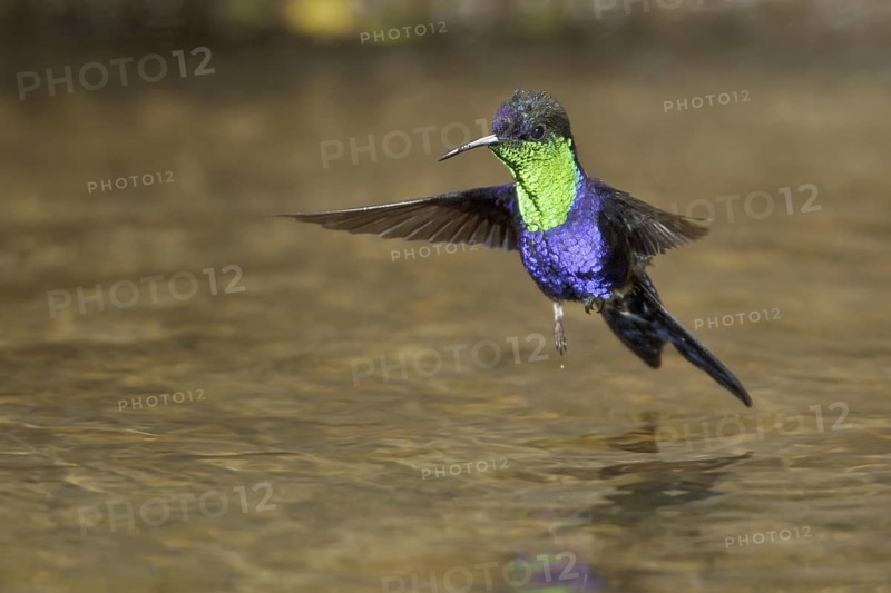 Crowned Woodnymph (Thalurania colombica), Costa Rica