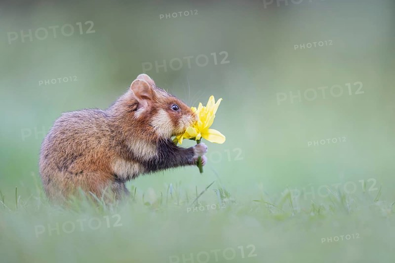 Common Hamster (Cricetus cricetus) foraging on meadow holding blossom of Dandelion (Taraxacum officinale) in its paws, Vienna, Austria