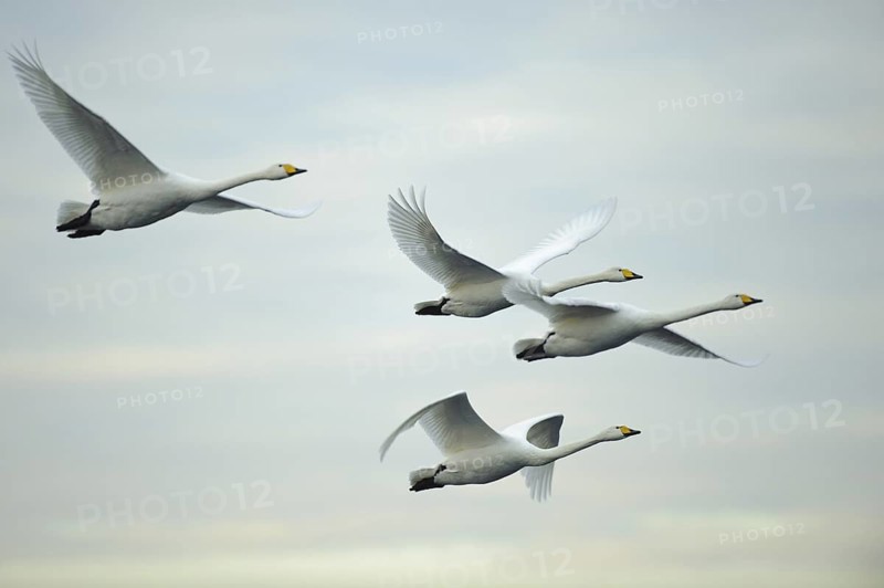 Whooper Swan (Cygnus cygnus) flying, Lower Saxony, Germany