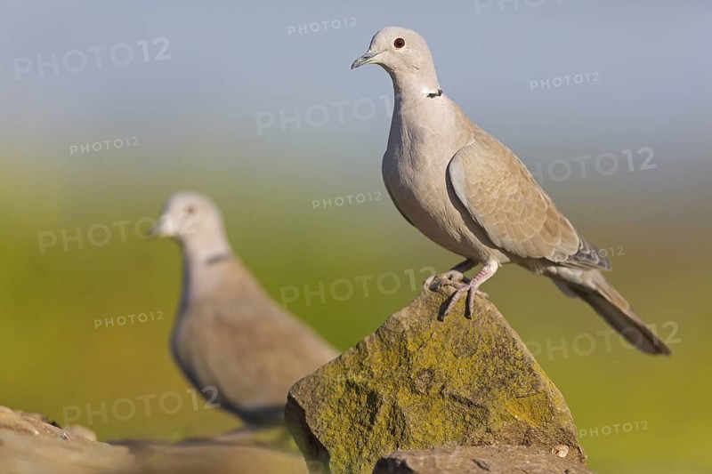 Eurasian Collared Dove (Streptopelia decaocto), Rhineland-Palatinate, Germany
