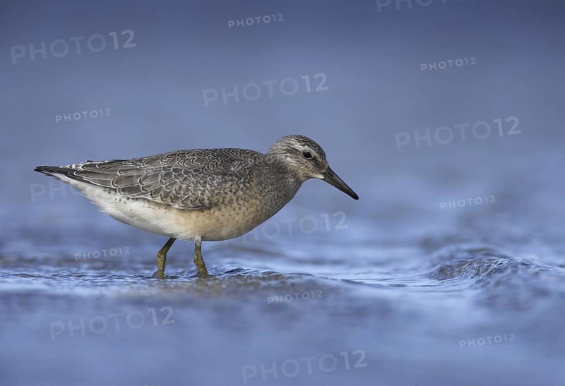 Red Knot (Calidris canutus), Mecklenburg-Western Pomerania, Germany