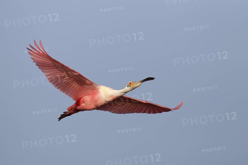 Roseate Spoonbill (Platalea ajaja) flying, Florida, USA