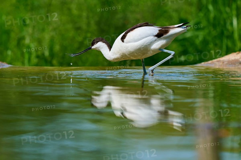 Avocet with curved bill over the water, beginning to drink with drops visible, Avocet (Recurvirostra avosetta), spring, France