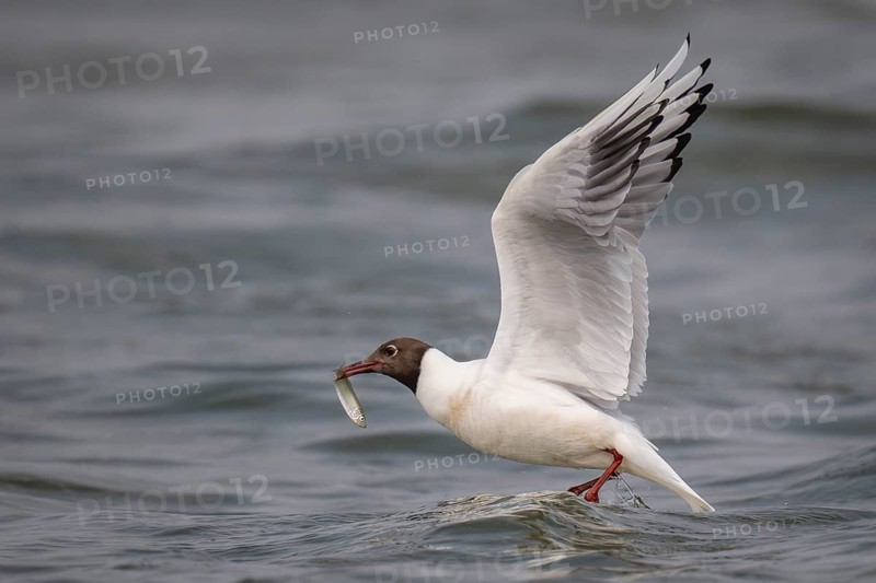 Black-headed gull (Chroicocephalus ridibundus) in summer plumage, with a small fish in its beak, near Hvide Sande, Ringkøbing Fjord, North Sea, Denmark