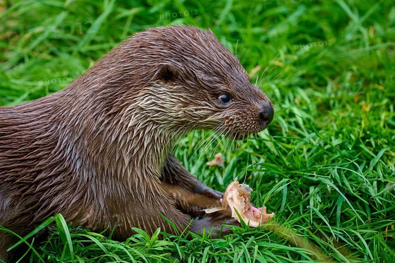 European otter (Lutra lutra), concentrated with piece of fish in the grass, Germany
