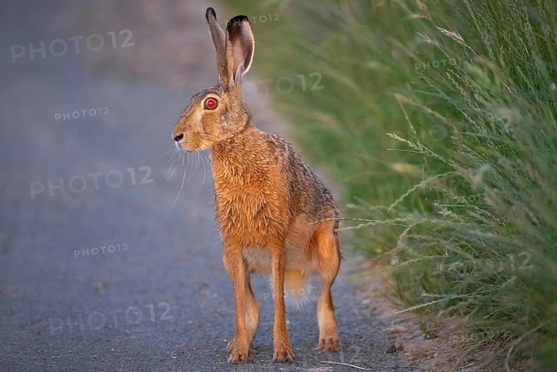 A hare sits on a dirt track at sunrise in the north-west of Frankfurt am Main, Frankfurt am Main, Hesse, Germany