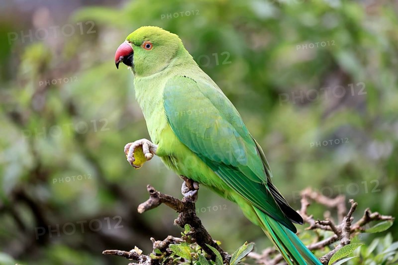 Collared Conure (Psittacula krameri), Alexander's Conure, adult, male, on tree, feeding, with food, Western Cape, South Africa