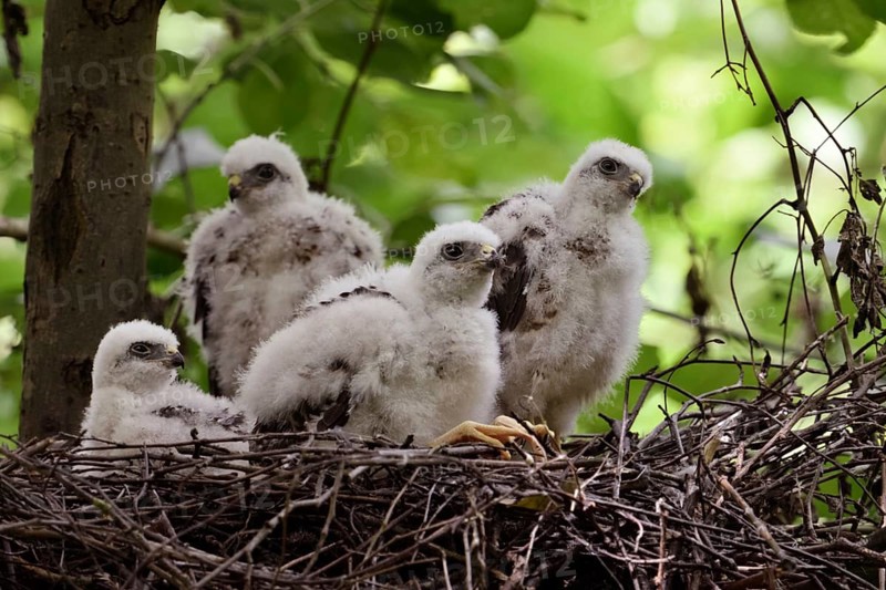 Chicks in the nest... Sparrowhawk (Accipiter nisus), young, not yet fledged birds of prey in down plumage, beginning moult into juvenile plumage, sparrowhawk offspring in their nest in the crown of a deciduous tree, local nature, Meerbusch, Lower Rhine, Rhineland, North Rhine-Westphalia, Germany, Western Europe
