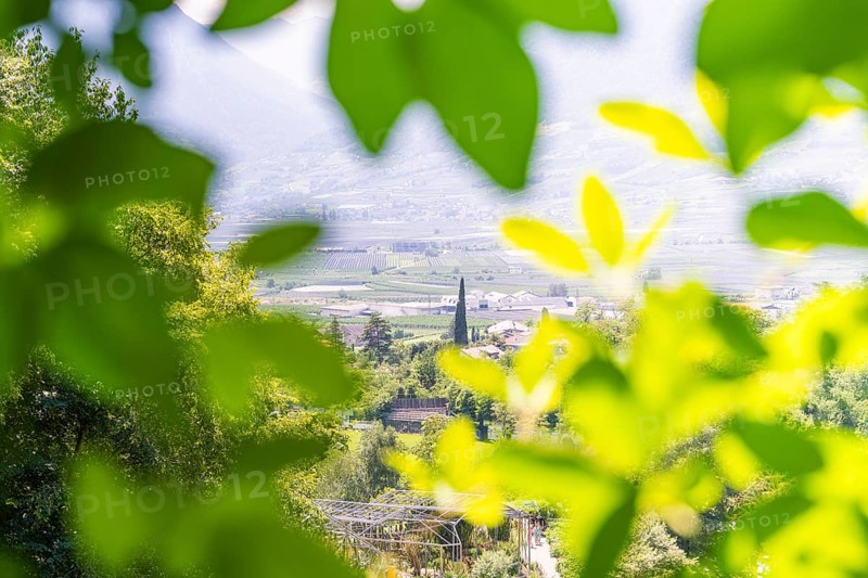 A view through green leaves of a valley in a sunny landscape, Botanical Garden, The Gardens of Trauttmansdorff Castle, Merano, South Tyrol, Italy