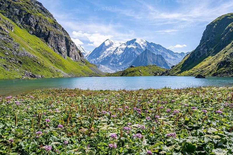 Sea of flowers at a mountain lake with view of mountain peaks, Lac du Louvie with summit Grand Combine, Valais Alps, Val de Bagnes, Valais, Switzerland