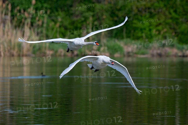Mute swan (Cygnus olor), fish ponds, Güssing, Burgenland, Austria