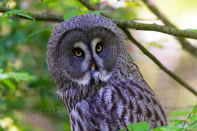 Large owl with striking yellow eyes in a green forest environment, Barred Owl (Strix nebulosa), France