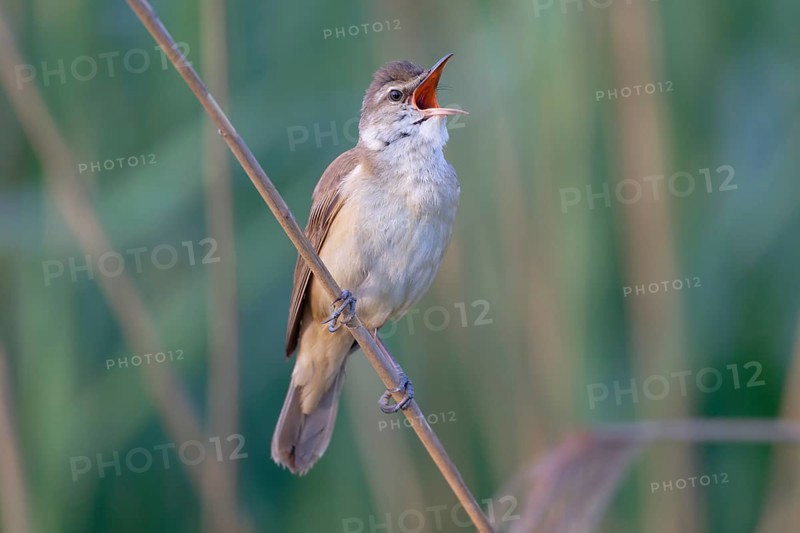 Great Reed Warbler (Acrocephalus arundinaceus) male singing, Saxony, Germany