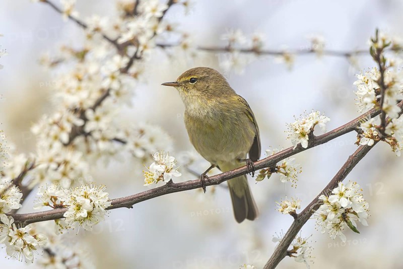 Common Chiffchaff (Phylloscopus collybita) perched on a branch, North Rhine-Westphalia, Germany