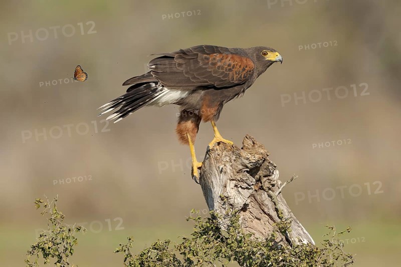 Harris's Hawk (Parabuteo unicinctus) perched on a stump, Texas, USA
