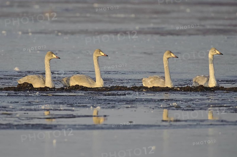 Whooper Swan (Cygnus cygnus), Lower Saxony, Germany