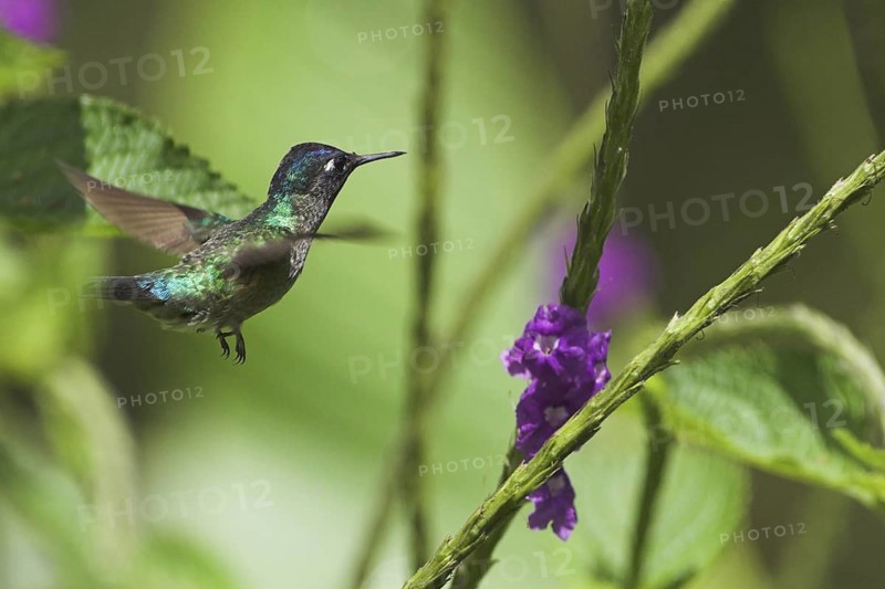 Violet-headed Hummingbird (Klais guimeti), Costa Rica