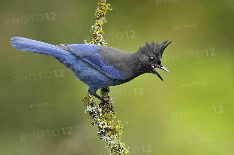 Steller's Jay (Cyanocitta stelleri), British Columbia, Canada